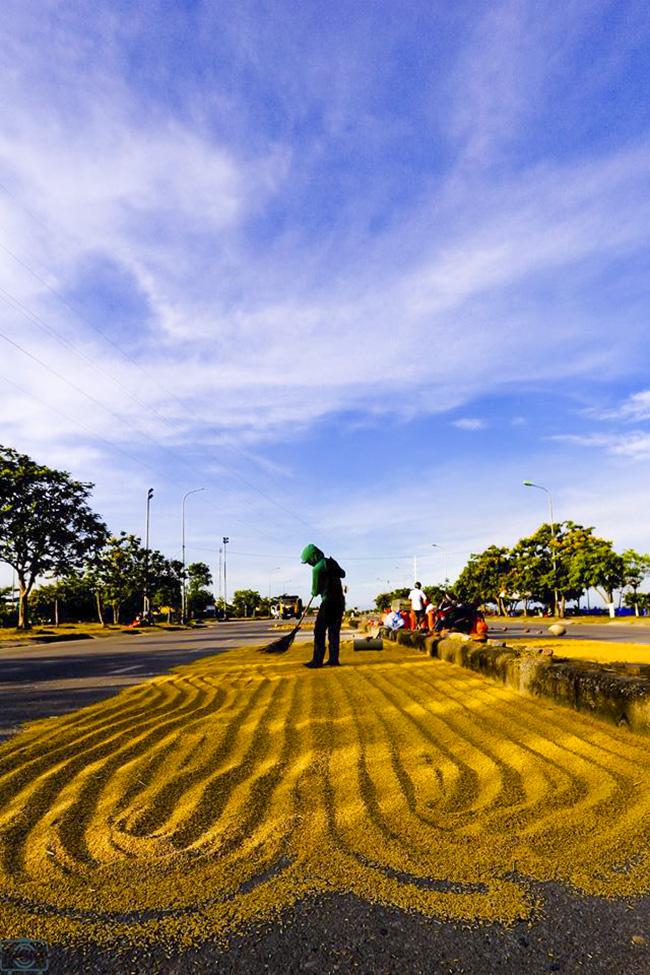 Ảnh: Khung cảnh ngày mùa vàng rực ở xứ Nghệ-7