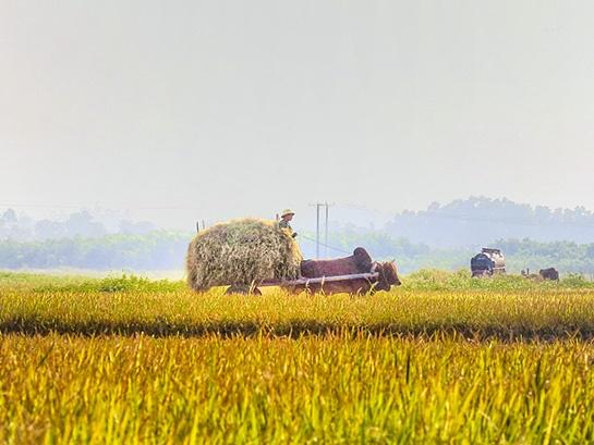 Ảnh: Khung cảnh ngày mùa vàng rực ở xứ Nghệ