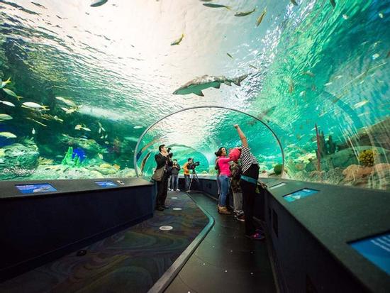 Du khách khỏa thân 'đại náo' hồ chứa đầy cá mập