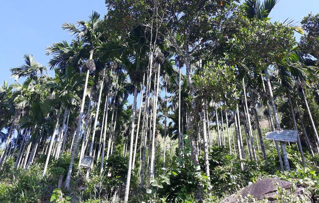 Quảng Ngãi:  Rùng mình với cách chống trộm cau bằng... dao lam-1