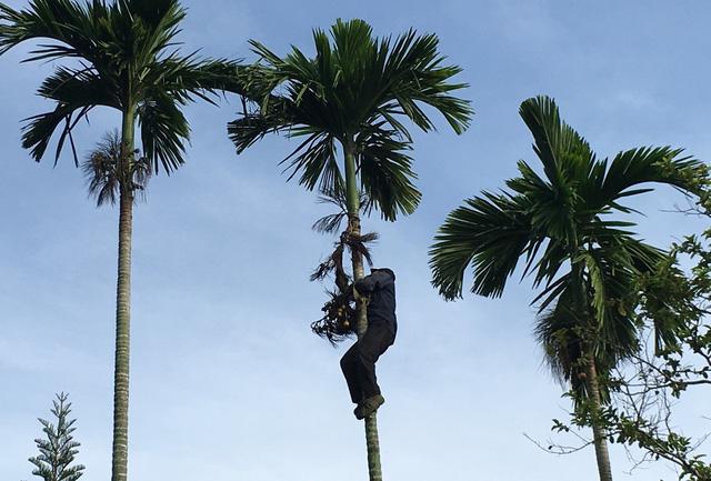 Quảng Ngãi: Rùng mình với cách chống trộm cau bằng... dao lam-4