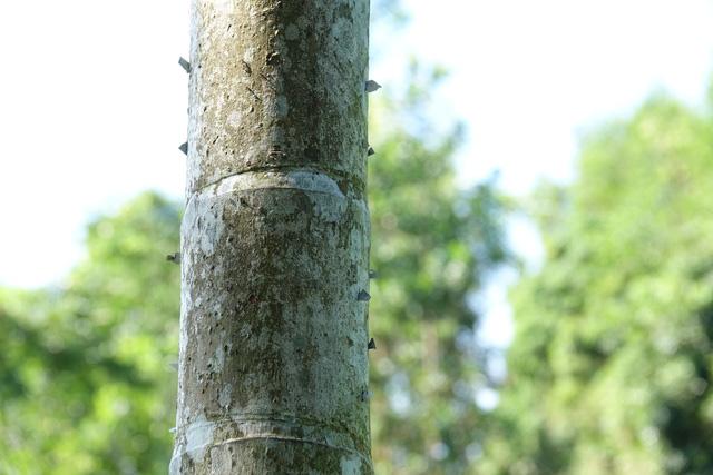 Quảng Ngãi: Rùng mình với cách chống trộm cau bằng... dao lam-5