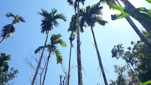 Quảng Ngãi:  Rùng mình với cách chống trộm cau bằng... dao lam-6