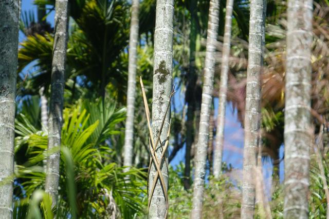 Quảng Ngãi: Rùng mình với cách chống trộm cau bằng... dao lam-7