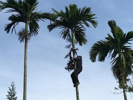 Quảng Ngãi:  Rùng mình với cách chống trộm cau bằng... dao lam