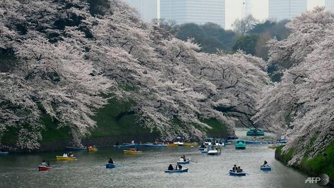 Hoa anh đào Nhật Bản bất ngờ nở giữa mùa thu-1