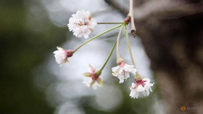Hoa anh đào Nhật Bản bất ngờ nở giữa mùa thu-2