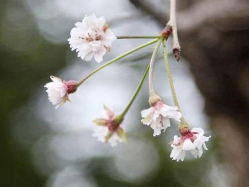 Lịch hoa anh đào khoe sắc tại các vùng của Hàn Quốc 2019-1