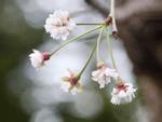 Hoa anh đào Nhật Bản bất ngờ nở giữa mùa thu