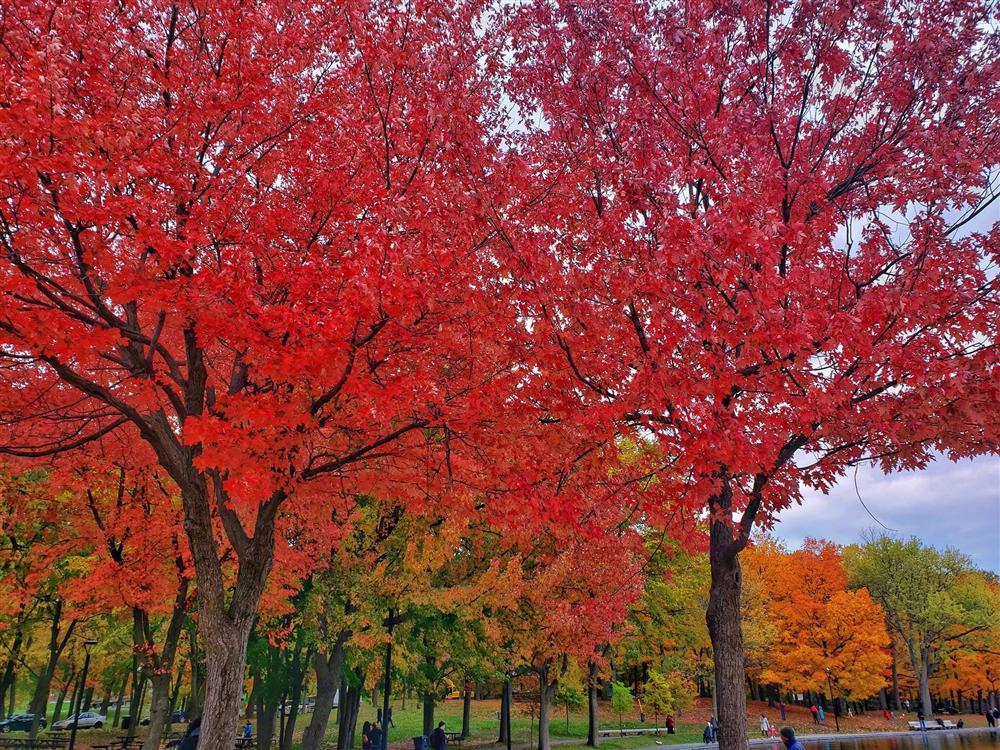 Say đắm vẻ đẹp Paris giữa vùng trời Bắc Mỹ mùa thay lá-8