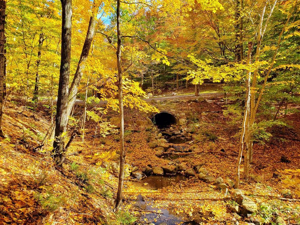 Say đắm vẻ đẹp Paris giữa vùng trời Bắc Mỹ mùa thay lá-10