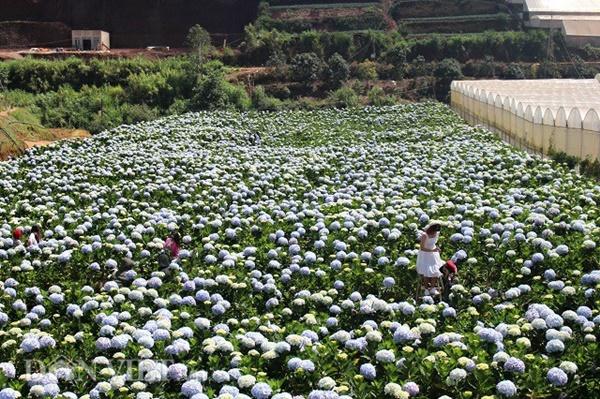 Giới trẻ đua nhau check-in cánh đồng hoa cẩm tú cầu đẹp mê mẩn ở Đà Lạt-1