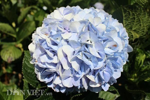 Giới trẻ đua nhau check-in cánh đồng hoa cẩm tú cầu đẹp mê mẩn ở Đà Lạt-2