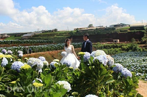 Giới trẻ đua nhau check-in cánh đồng hoa cẩm tú cầu đẹp mê mẩn ở Đà Lạt-3