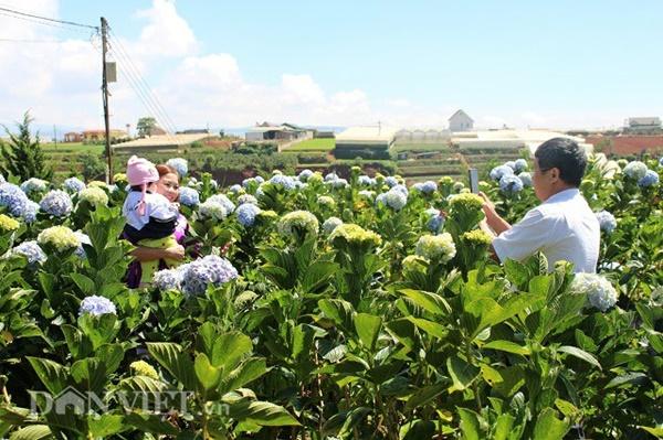 Giới trẻ đua nhau check-in cánh đồng hoa cẩm tú cầu đẹp mê mẩn ở Đà Lạt-4