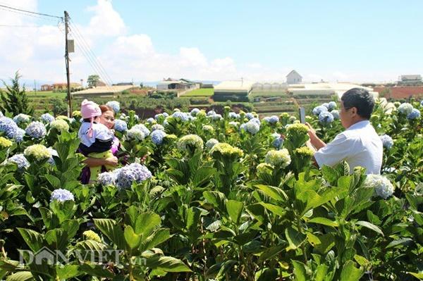 Giới trẻ đua nhau check-in cánh đồng hoa cẩm tú cầu đẹp mê mẩn ở Đà Lạt-4