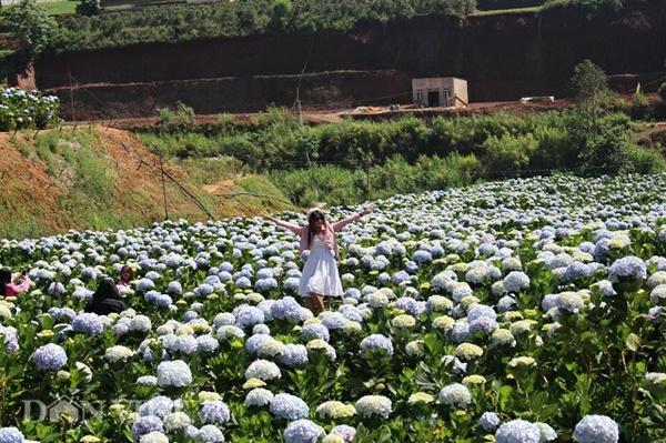 Giới trẻ đua nhau check-in cánh đồng hoa cẩm tú cầu đẹp mê mẩn ở Đà Lạt-5