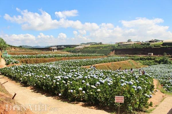 Giới trẻ đua nhau check-in cánh đồng hoa cẩm tú cầu đẹp mê mẩn ở Đà Lạt-6