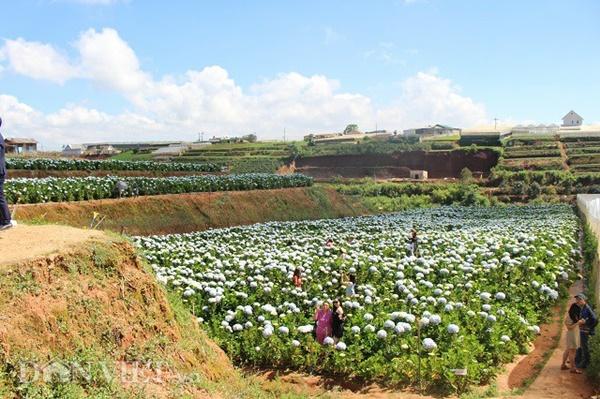 Giới trẻ đua nhau check-in cánh đồng hoa cẩm tú cầu đẹp mê mẩn ở Đà Lạt-7