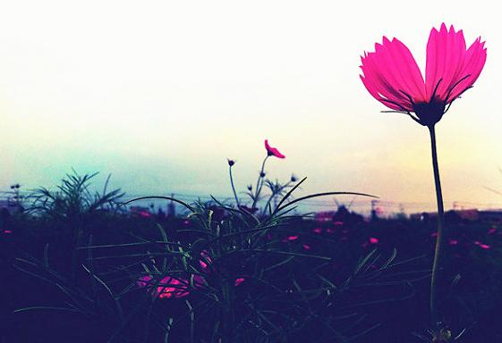 Nhà ai có 3 con giáp này chắc chắn sẽ giàu sang phú quý hết phần thiên hạ năm 2019-2