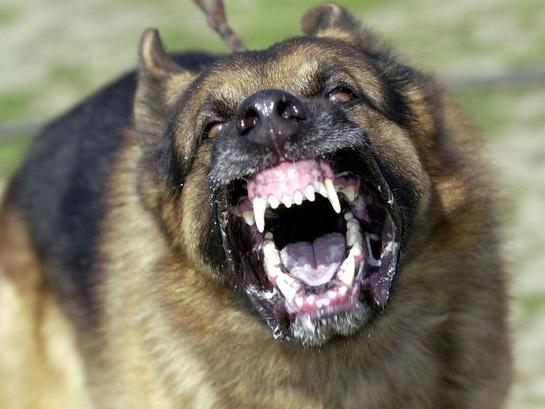 Bé trai 2 tuổi bị chó béc giê cắn lòi mắt, rạn sọ