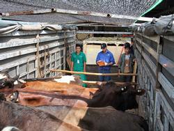 Vinamilk nhập từ Úc hơn 200 cô bò sữa hữu cơ