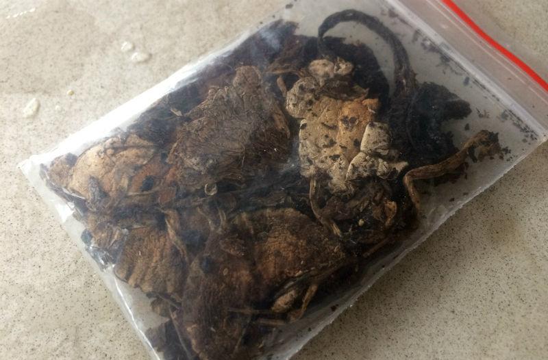 Nấm ma thuật đầu độc giới trẻ, mua dễ như rau ở Sài Gòn-1