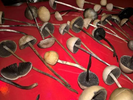 Nấm 'ma thuật' đầu độc giới trẻ, mua dễ như rau ở Sài Gòn