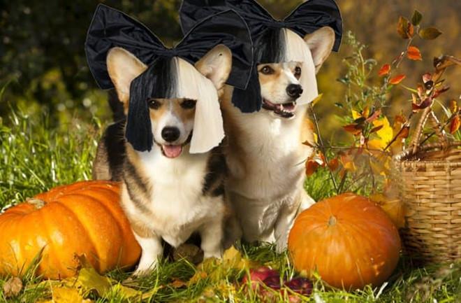 Loạt trang phục Halloween bá đạo nhìn như đồ diễn hài của giới trẻ-1