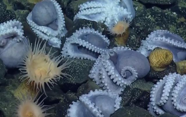 Phát hiện bệnh viện phụ sản cực hiếm dưới biển sâu của hàng nghìn con bạch tuộc-1