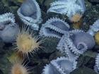 Phát hiện 'bệnh viện phụ sản' cực hiếm dưới biển sâu của hàng nghìn con bạch tuộc