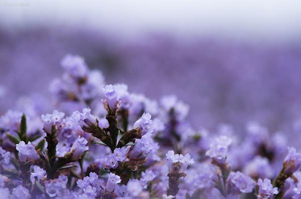 Thung lũng ngập màu tím biếc của sắc hoa 12 năm nở một lần-5