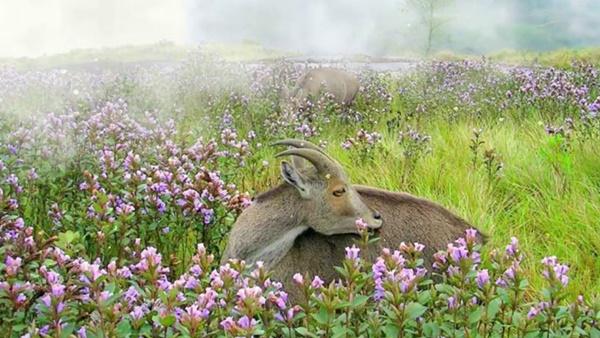 Thung lũng ngập màu tím biếc của sắc hoa 12 năm nở một lần-8