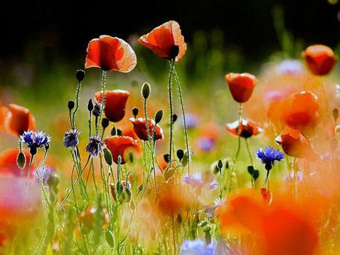 Tử vi thứ 7 ngày 3/11/2018 của 12 con giáp: Tuổi Tuất cẩn thận mất tiền mất của