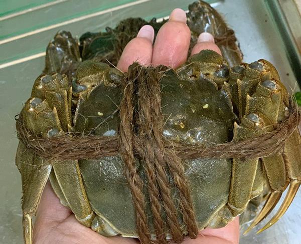 Loại cua bé nhưng thuộc top đắt nhất nhì thế giới được giới nhà giàu Việt săn lùng-1