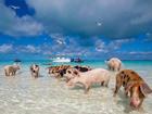 Bơi cùng lợn ở bãi biển sang chảnh bậc nhất thế giới