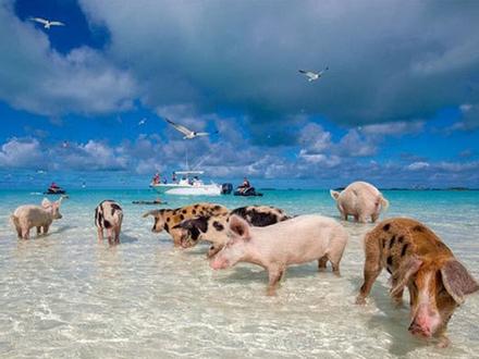 Bơi cùng lợn ở bãi biển sang chảnh bậc nhất thế giới