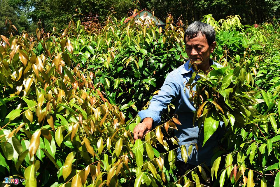 Tây Ninh - nơi lý tưởng cho du lịch cuối tuần-5