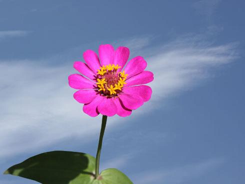 Thầy tử vi chỉ ra khắc tinh của 12 con giáp, nhất định phải tránh xa nếu không xui xẻo ập tới-6