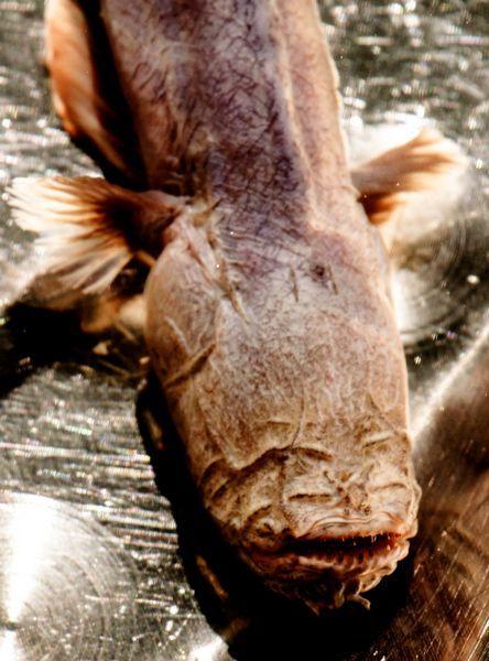 Đào móng nhà bắt được cá quái dị, mặt tinh tinh, nhiều răng nhọn-1