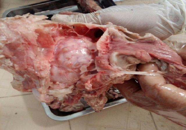 Giật mình cảnh sán dây rơi khi làm thịt lợn thả rông, hàng loạt người nhiễm bệnh-3