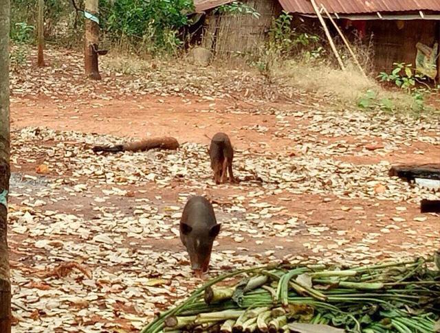 Giật mình cảnh sán dây rơi khi làm thịt lợn thả rông, hàng loạt người nhiễm bệnh-4