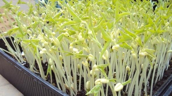 Rau mầm đá - đặc sản tiến vua đang được dân Hà Nội săn lùng-4