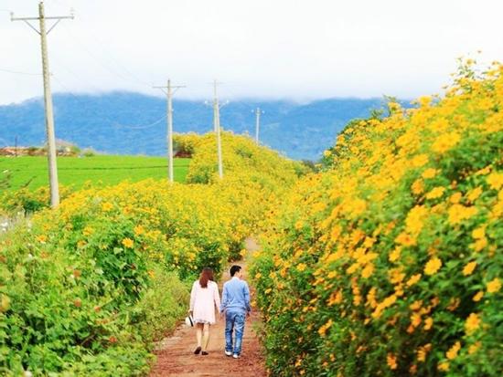 Một ngày 'săn' dã quỳ, vườn hồng, chè xanh ở Đà Lạt