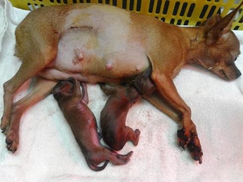 Vợ trở dạ tại nhà, chồng ra tay đỡ đẻ phát hiện cảnh tượng kinh hoàng khi bé chào đời-5