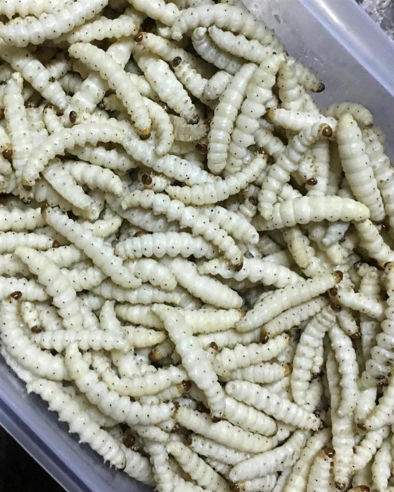 Gián chiên, rết nướng và loạt món ăn kinh dị khắp châu Á-8