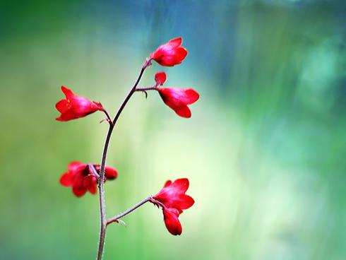 Cơ hội thăng tiến đang đến với tuổi Tuất trong ngày thứ Năm (15/11/2018), còn 11 con giáp khác thì sao?