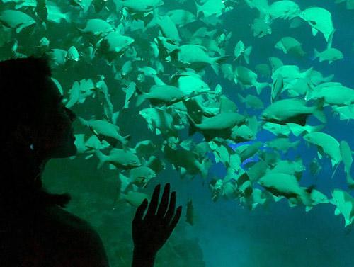 Gia đình Hồ Hạnh Nhi ở khách sạn triệu đô dưới đáy biển đầu tiên trên thế giới, mỗi đêm mất hơn tỷ đồng-9