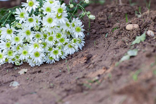 Cúc họa mi chớm nở phủ sắc trắng tinh khôi gọi đông về-1