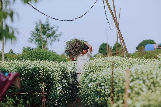 Cúc họa mi chớm nở phủ sắc trắng tinh khôi gọi đông về-3